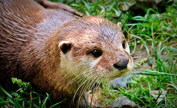 Nutria excursión en Bellver de Cerdanya